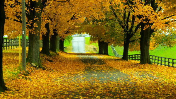 Wallpaper Between, Leaves, With, Nature, Road, Leafed, Autumn, Desktop, Fence, Trees, Yellow