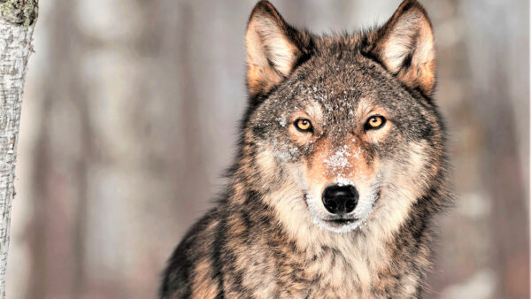 Wallpaper Animal, Wallpaper, Wolf, Pc, Eyes, Images, Desktop, Cool, Brown, Animals, Background, Download, Free, 4k