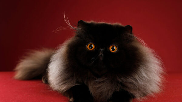 Wallpaper Animals, Color, Cat, Having, Table, Yellow, Cute, Black, Red, Desktop, Lying, Eyes, Background, Down