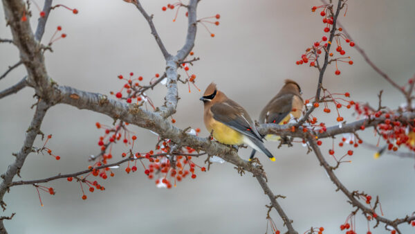 Wallpaper Tree, Desktop, Birds, Two, Mobile, Waxwing, Branch