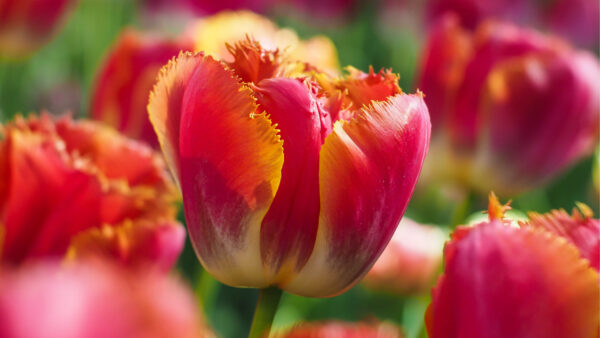 Wallpaper Earth, Tulip, Flowers, Closeup, Desktop, Macro, Spring, Photo