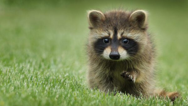 Wallpaper Raccoon, Grass, Green, Standing, Desktop, Animals, Baby, Background, Blur