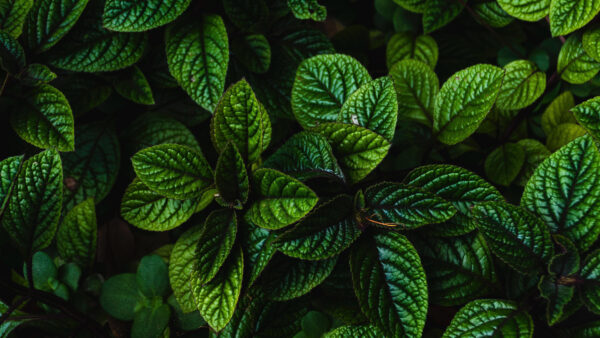 Wallpaper Green, Desktop, Nature, Closeup, Plants, Branches, Leaves, View, Mobile