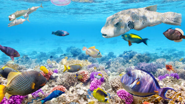 Wallpaper Sea, Blue, Desktop, Colorful, And, Coral, Under, Fishes, Animals