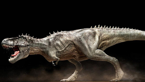 Wallpaper Desktop, Rex, Tyrannosaurus, Dinosaur