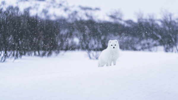 Wallpaper Landscape, Snow, Fox, Desktop, Animals, Covered, During, Arctic, Winter