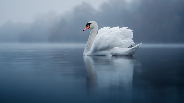 Wallpaper Water, River, White, Blur, Mobile, With, Background, Floating, Desktop, Reflection, Mute, Swan