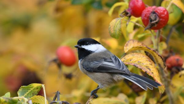 Wallpaper Black, Green, Birds, Titmouse, White, Standing, Plant