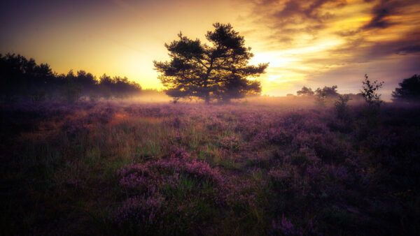 Wallpaper Sunset, Mobile, During, Desktop, Flowers, Lavender, Trees, Purple, Green, Field