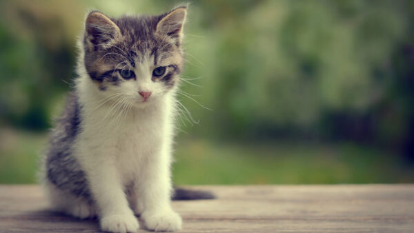 Wallpaper Cat, Background, Kitten, Green, Black, Blur, White, Cute, Road