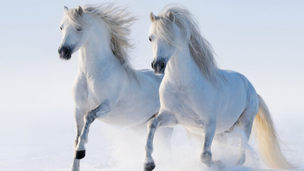 Wallpaper Snow, Horses, Horse, Are, Running, White, Desktop