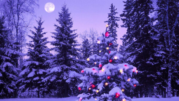 Wallpaper Background, Trees, Christmas, Tree, Snow, Moon, Covered, Lights, With, Desktop, And, Sky