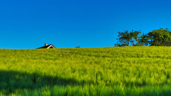 Wallpaper Slope, Desktop, Trees, Grass, Green, Blue, Background, Sky, Field, Nature, Mobile