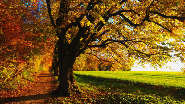 Wallpaper Orange, Between, Nature, Desktop, Grass, And, Green, Autumn, Path, Trees, Field, Spring