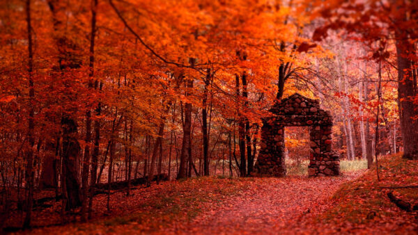 Wallpaper Forest, Stones, Nature, Background, Beautiful, Red, Trees, Entrance, Leaves, Branches, Autumn
