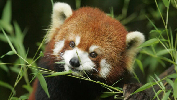 Wallpaper Background, Brown, Blur, White, Green, Sitting, Panda, Near, Desktop, Red, Leaves, Plant, Black