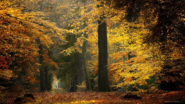 Wallpaper Foliage, Desktop, Between, Nature, Pathway, Trees, Forest