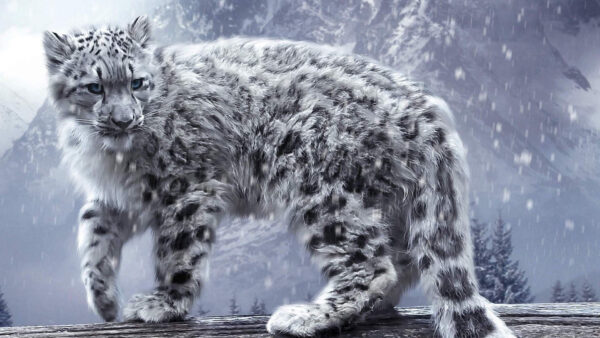 Wallpaper Desktop, Animals, And, Snow, With, Mountain, Falling, Cheetah, Background