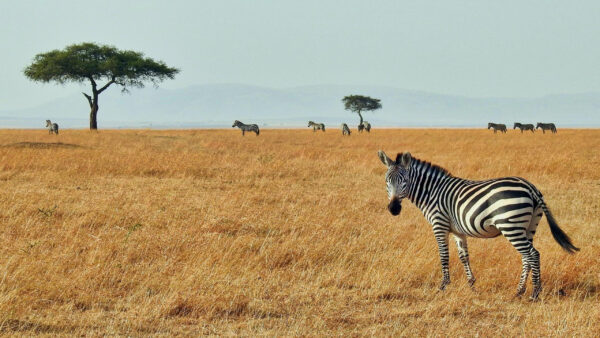 Wallpaper Zebra, Are, Background, Blue, Grass, Zebras, Sky, Standing, Dry, Field