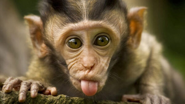Wallpaper Expression, Funny, Chimpanzee, Ape, Face, Monkey, Orangutan