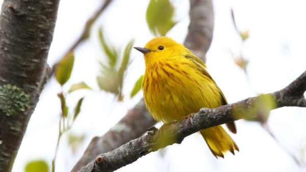 Wallpaper Background, Branch, Bird, Desktop, Warbler, Sky, Blur, Tree, Yellow, Birds