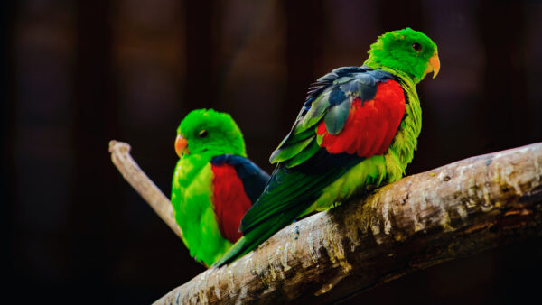 Wallpaper Background, Black, Branch, Birds, Green, Red, Parrot, Tree