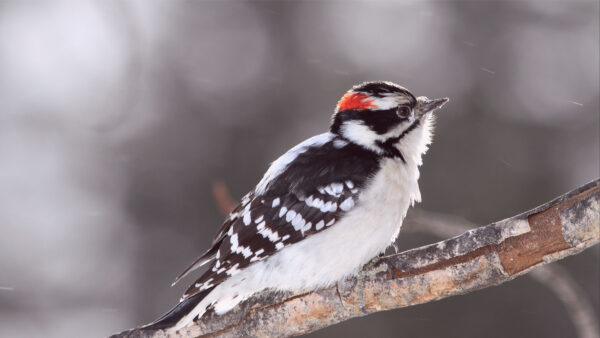 Wallpaper Blur, Black, Red, Birds, Branch, Tree, White, Background, Bird