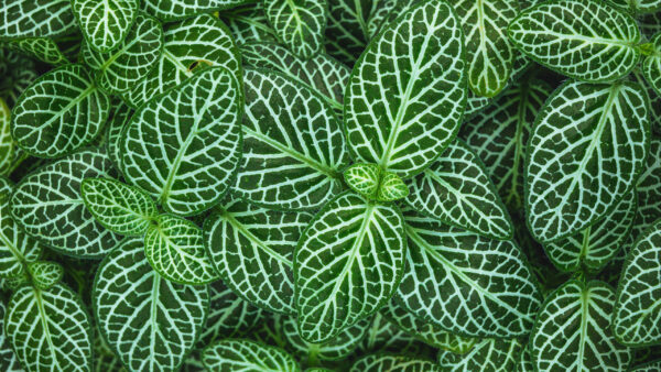 Wallpaper Fittonia, Plant, Nature, Leaves