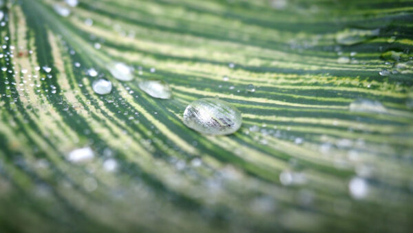 Wallpaper Desktop, Mobile, Drops, Stripes, Leaf, Water, Nature