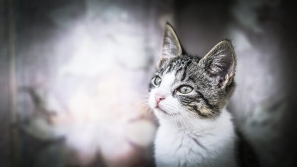 Wallpaper Blur, Cat, Black, Background, Looking, White, Desktop