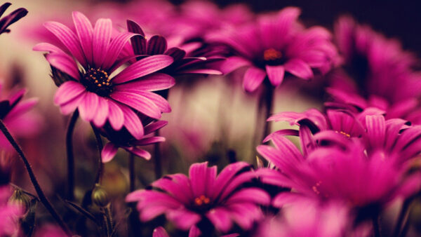 Wallpaper Desktop, Pink, Season, Flowers, Spring