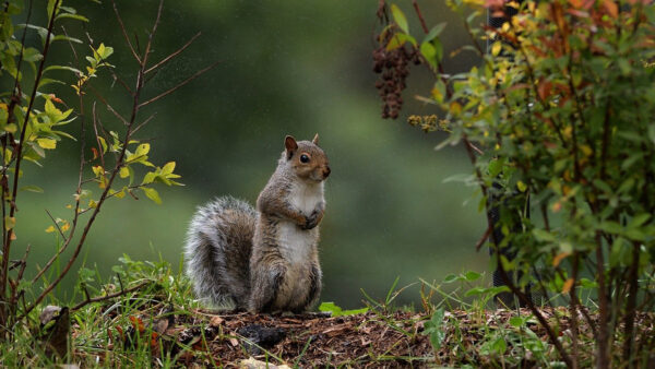 Wallpaper Background, Standing, Cute, Black, Blur, Squirrel, Brown, Green