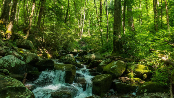 Wallpaper Background, Desktop, Nature, Rock, Water, Mobile, Trees, Stream, Forest, Green, Sunbeam