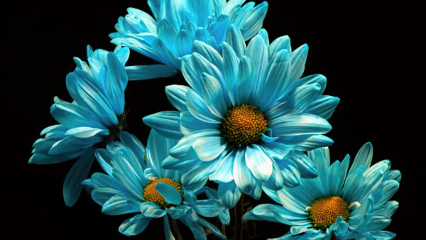 Wallpaper Blue, Black, Flowers, Daisy, Light, Background