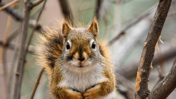 Wallpaper Brown, Tree, Closeup, Branches, Black, View, White, Squirrel