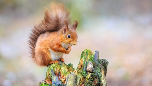 Wallpaper White, Tree, Brown, Blur, Squirrel, Background, Trunk, Standing, Fur