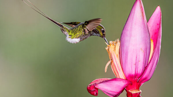 Wallpaper Bird, From, Background, Birds, Blur, Flower, Black, Pink, Hovering, Green