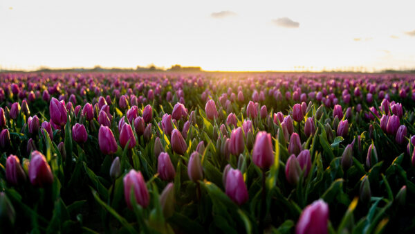 Wallpaper Leaves, Green, Tulip, Purple, With, Flowers, Field