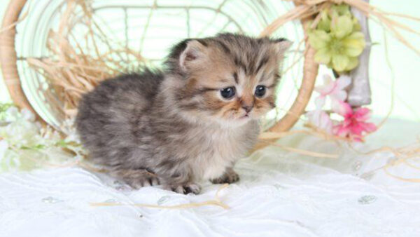 Wallpaper Brown, White, Cloth, Black, Desktop, Cat, Kitten