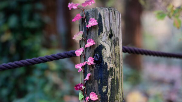 Wallpaper Pink, Background, Desktop, Leaves, Nature, Wood, Mobile, Blur, Rope