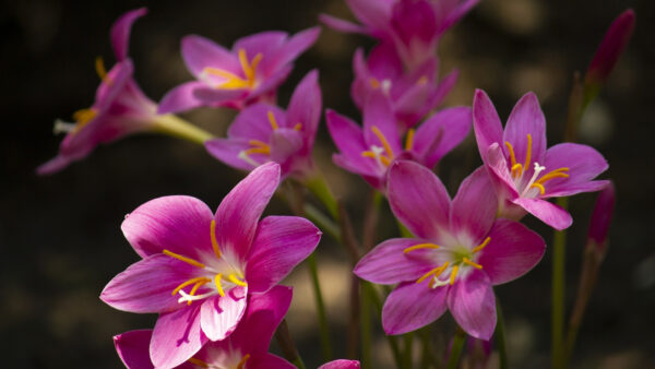 Wallpaper Flowers, Blur, Plants, Pink, Lily, Background