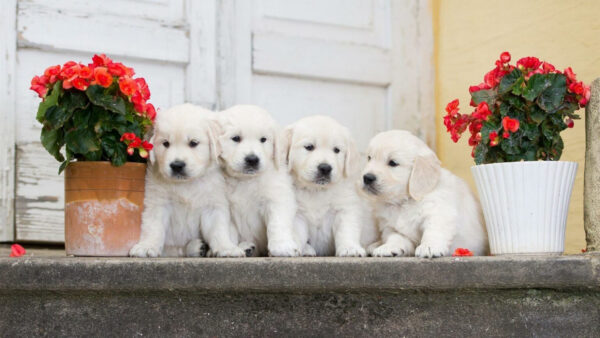 Wallpaper Dog, Pot, Four, Between, Puppies, Sitting, Cute, White, Flower, Pomeranian