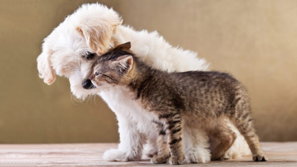 Wallpaper Dog, Cat, White, Floor, Brown, Dogs, Desktop, And, Kitten, Cats, Puppy, Black