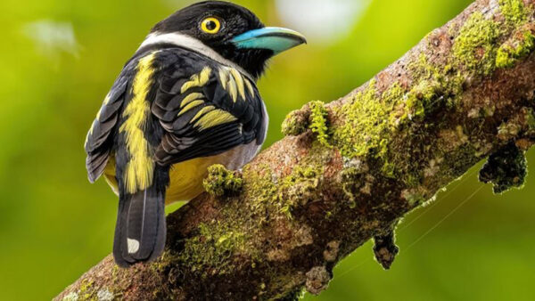 Wallpaper Eurylaimus, Birds, Blur, Algae, Green, Black, Covered, Bird, Branch, Tree, Yellow, Background