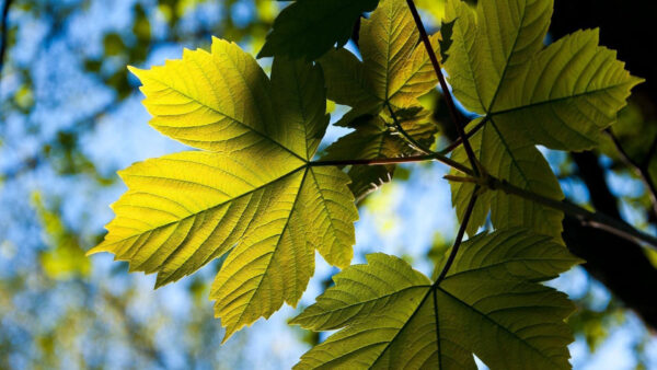 Wallpaper Branches, Blue, Sky, Trees, Leaves, Green, Under, Photography