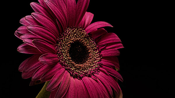 Wallpaper Flower, Background, Petals, Dark, Gerberas, Flowers, Pink, Black