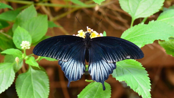Wallpaper Butterfly, Yellow, Leaves, Green, Black, White, Flowers
