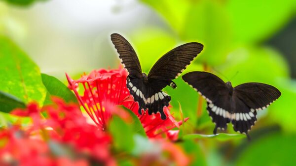 Wallpaper Flowers, Lines, Background, Desktop, Design, Red, Black, Blur, Leaves, Mobile, Green, White, Butterflies, Butterfly