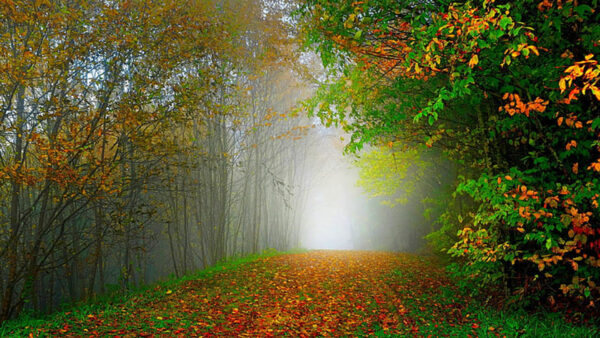 Wallpaper Autumn, Trees, Forest, Leaves, Mist, Background, Green, Yellow, Red