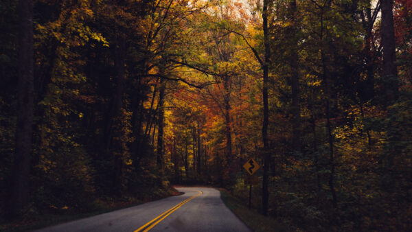 Wallpaper Between, Trees, Road, Yellow, Dark, Turn, Forest, Background, Autumn, Green